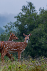 Deer in Ooty's Mudumalai Forest -high quality Stock Photo Collection