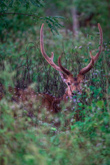 Deer in Ooty's Mudumalai Forest -high quality Stock Photo Collection
