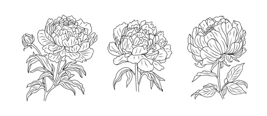 Set of Peony line art drawings. November birth month flower. Hand drawn monochrome black ink outline vector illustration on transparent background. Minimalist design for tattoo, logo, jewelry.