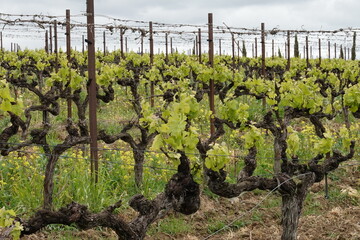 Plants de vignes de domaine viticole