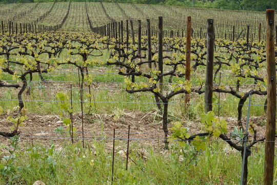 Plants de vignes de domaine viticole