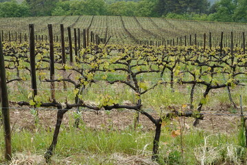 Plants de vignes de domaine viticole
