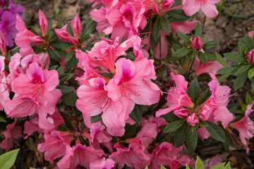 Photography of open flowers, spring with flower garden in pink tones and green leaves