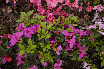 Photography of open flowers, spring with flower garden in purple tones and green leaves