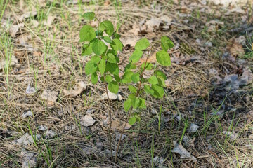 a small birch tree with green leaves grows in nature in the spring forest