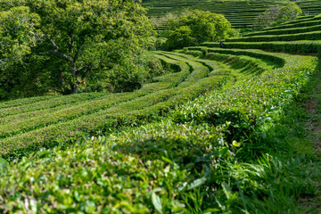 Tea plantation. Portugal