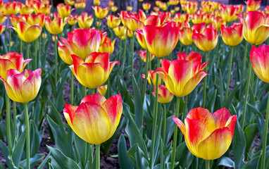 Yellow/red tulips in a public garden