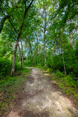 Walking Trail, Silver Springs State Park, Florida