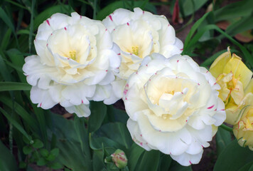 Full flowers tulip with a rose-shaped shape. Variety: Danceline.