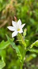 Night scented cestrum. Night blooming jasmine flower close-up.