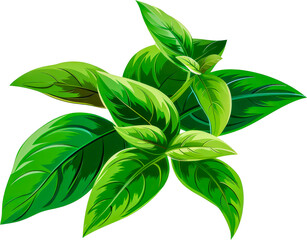 Fresh basil plant with vibrant green leaves cut out on transparent background