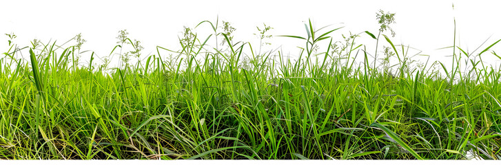 Obraz premium Lush green grass field landscape cut out on transparent background