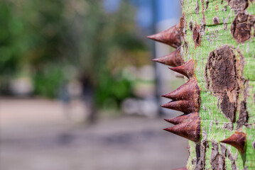 thorns from the trunk of the Ceiba insignis tree