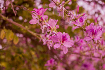 spring background with spring  flowers