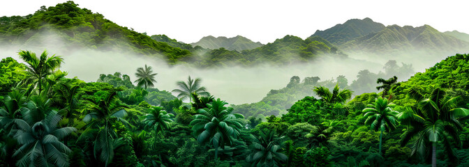 Misty rainforest with lush green vegetation and towering mountains cut out on transparent background