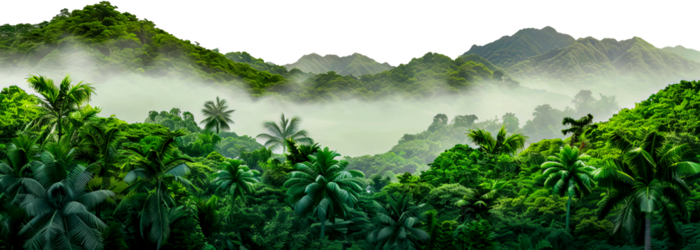 Misty rainforest with lush green vegetation and towering mountains cut out on transparent background