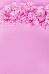 spring background pink cherry flowers