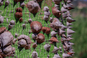 thorns from the trunk of the Ceiba insignis tree