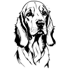 Basset Fauve de Bretagne portrait isolated hand drawn animal illustration, transparent background