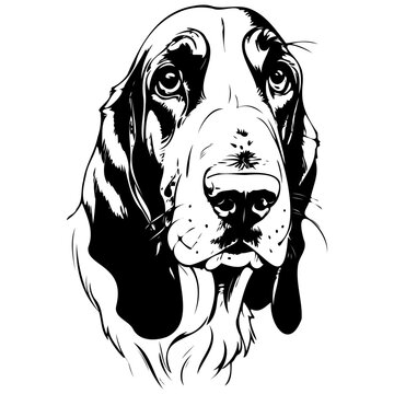 recommend clip art: Basset Hound portrait engrave hand drawn animal illustration, transparent background