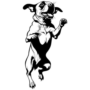 Beabull jump vintage hand drawn animal illustration, transparent background
