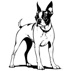 Boston Terrier silhouette of hand drawn animal illustration, transparent background