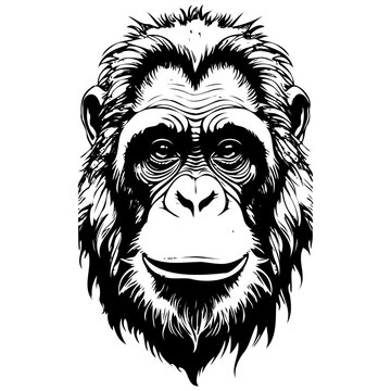 recommend clip art: Realistic Bornean Orangutan portrait drawing, realistic hand drawing line art, pencil sketch, isolated silhouette