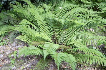 Polystichum aculeatum, the hard shield-fern, is an evergreen fern native to Europe