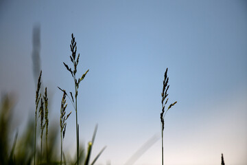 abstrakte Nahaufnahme von großen Gräsern in der grünen Wiese als Hintergrundmuster für den...