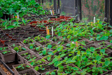 photo of small new plants in the pot
