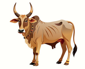 Indian bull of the Khilari breed