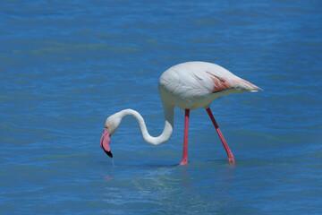 Plano cerrado de flamenco común, Phoenicopterus roseus, en el parque natural El Hondo, España