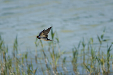 Golondrina común, Hirundo rustica, volando sobre carrizo cazando insectos en la laguna del parque natural El Hondo, España