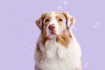 Cute Australian Shepherd dog with soap bubbles on lilac background