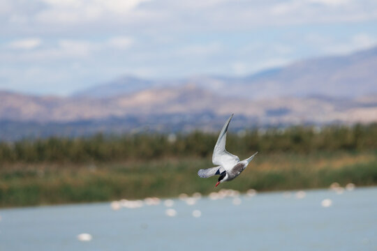 Fumarel cariblanco, Chlidonias hybridus, volando en semi picado hacia la superficie del agua para cazar en el parque natural El Hondo, Espa&ntilde;a