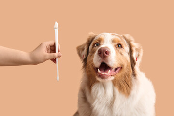Cute Australian Shepherd dog and owner hand with toothbrush on beige background