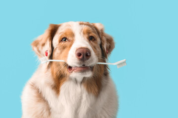 Cute Australian Shepherd dog with toothbrush on blue background