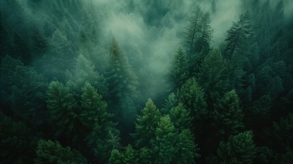 Tree Tops Foggy Forest Background