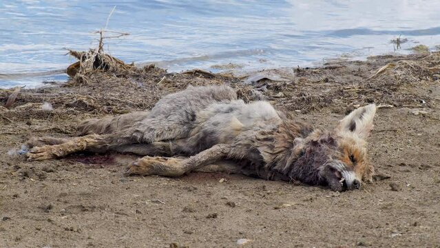 Close-up footage of a dead fox.