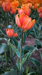 Blooming yellow-orange tulips flowers in garden, field. Double Beauty of Apeldoorn, double tulip variety. Spring time, nature gardening, floral background.