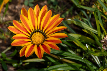 Wild flower with bee in San Diego, California USA taken December 17th, 2021.