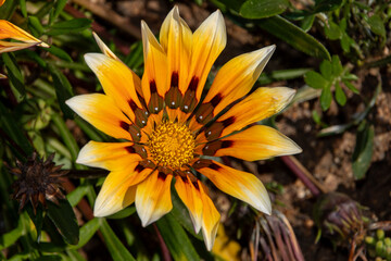 Wild flower with bee in San Diego, California USA taken December 17th, 2021.