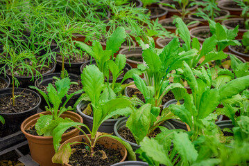 photo of small new plants in the pot
