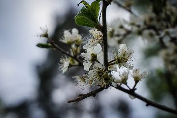 Close up of flowering tree