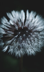 a close-up of a dandelion