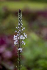 photo of spring background in the park