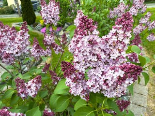 pink and white lilac flowers in the garden