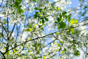 Cherry blossoms in the sunlight
