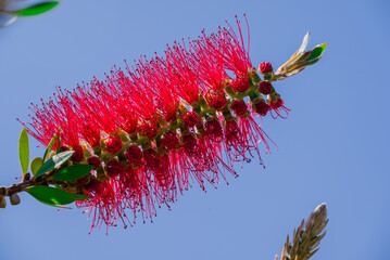 A red bottlebrush bush (Callistemon). Red flowers