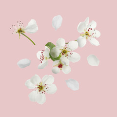Spring blossoms. Beautiful flowers flying on pink beige background